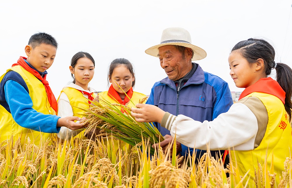 稻田里的勞動實踐課