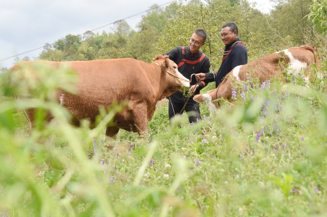 李凱了解三河村大學生返鄉創業青年洛古有格的養殖場經營狀況。 (2).jpg 李凱了解三河村大學生返鄉創業青年洛古有格的養殖場經營狀況。 (2).jpg